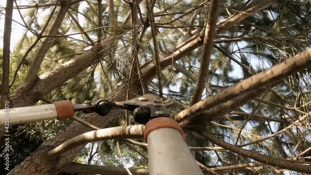 Pruning pine trees with pruning shears (first person perspective pov view)