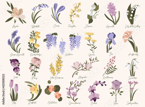 Set of spring modern flowers. Azalea,bluebell,crocus,daffodil,forsythia,grape hyacinth,iris,jasmine,kaffir lily,magnolia,nasturtium,orchid,quince,roze,snowdrop,tulip,ulex,wisteria in pastel colors photo