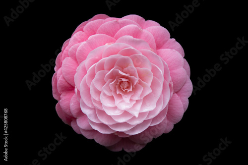 pink camellia isolated on black