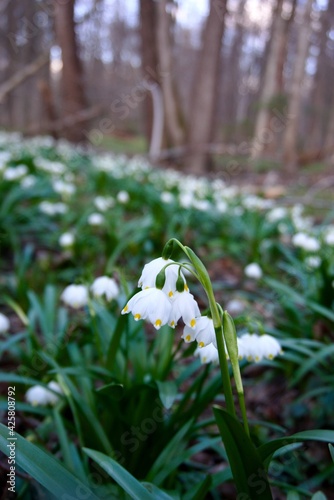 snowdrops in the forest