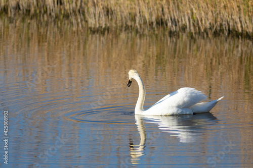 Cisne vulgar​, cisne mudo o cisne blanco (cygnus olor) nadando al amanecer