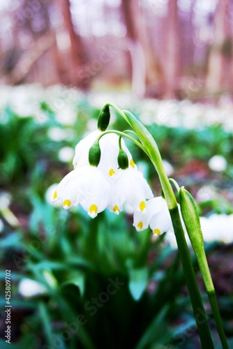First spring flowers in forest