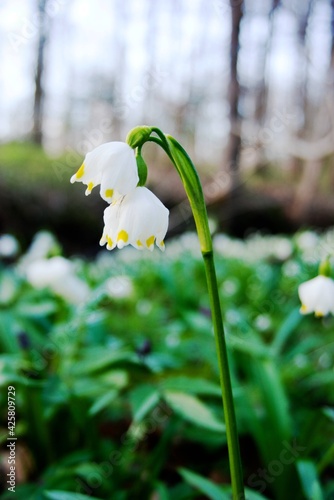 white flower in the garden