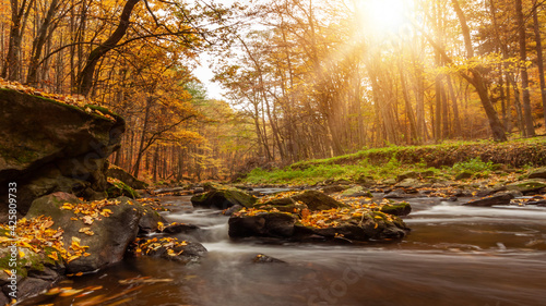 Autumn forest river creek view. Creek in autumn forest sunset. Autumn water in forest.