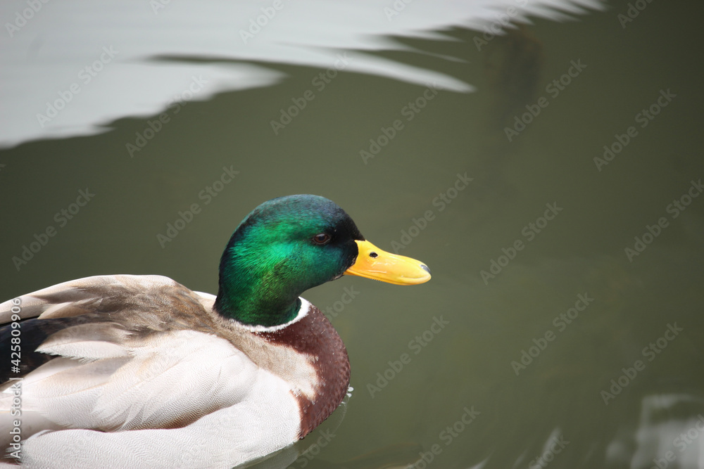 Mallards playing on the water in the river Mallards playing on the water in the river