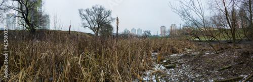 Low angle view of branches of trees with building at background. Swamp in city in winter. Cityscape.