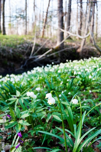 flowers in the forest