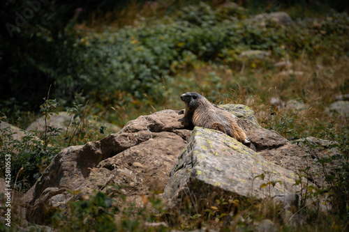 Marmotte alpes sur pierre