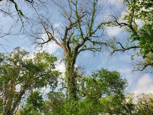 Vines Growing on Trees in Nature Area