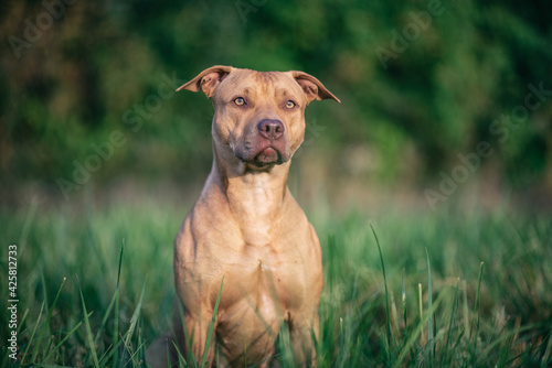 Fototapeta Naklejka Na Ścianę i Meble -  Portrait of a young beautiful female Pit Bull Terrier on a summer field close-up.
