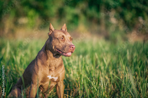 Portrait of a young beautiful female Pit Bull Terrier on a summer field close-up. 