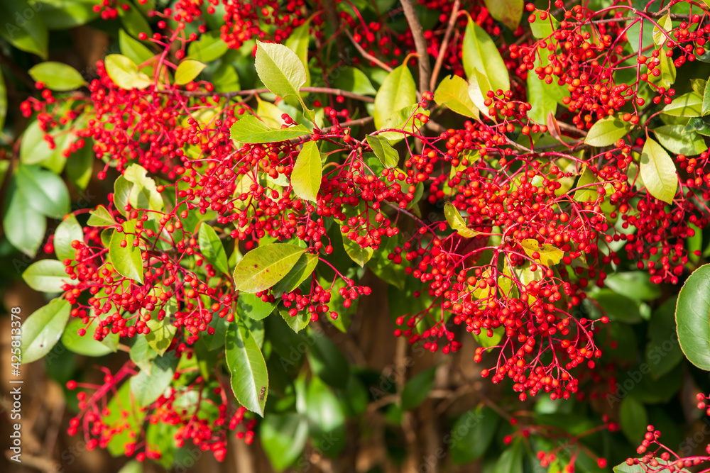 Silver Buffaloberry red berries in the forest closeup. Red berry slightly dried on the bush in the garden. Psychedelic. Silver buffaloberry, Shepherdia argentea. Cowberry berries surrounded by bushes Silver Buffaloberry red berries in the forest closeup. Red berry slightly dried on the bush in the garden. Psychedelic. Silver buffaloberry, Shepherdia argentea. Cowberry berries surrounded by bushes