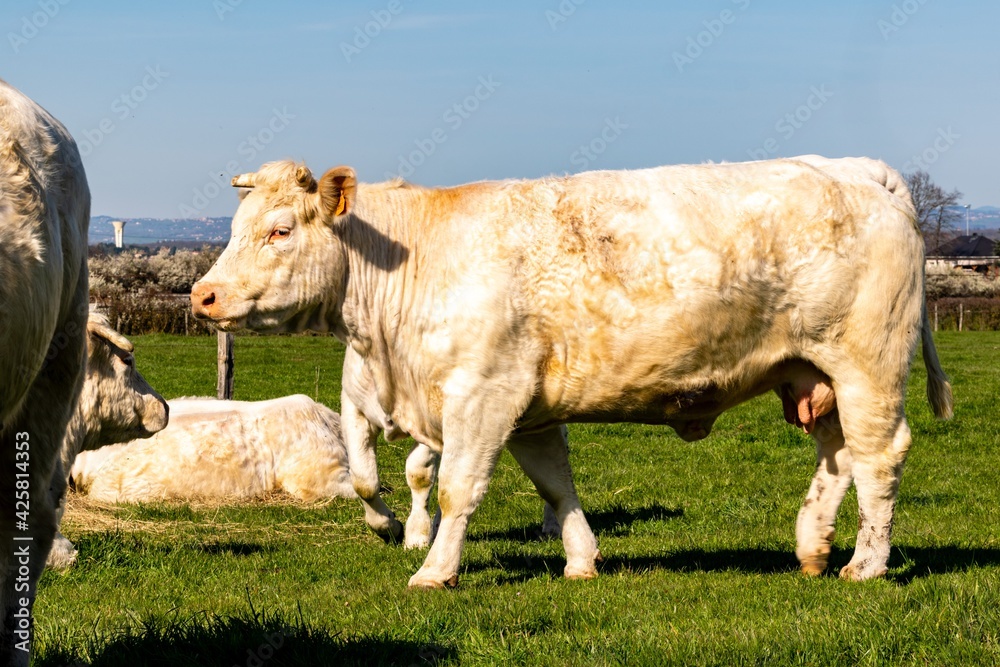 portrait of charolais cow in pasture portrait of charolais cow in pasture