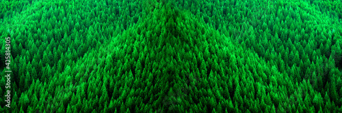 Forest of Pine Trees in Wilderness Mountains Lush Green Conifers
