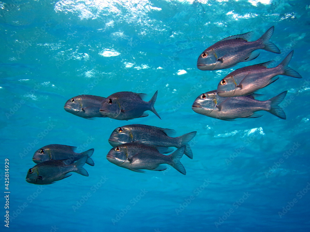 Fototapeta premium Sea fish in a beautiful underwater landscape. Photo during the day