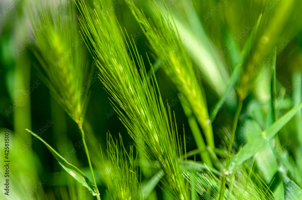 Ears in a wheat field