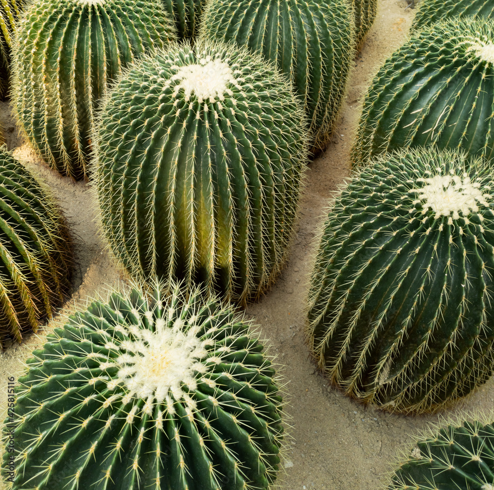 Cactaceae cactus Echinocactus grusonil Cactaceae cactus Echinocactus grusonil