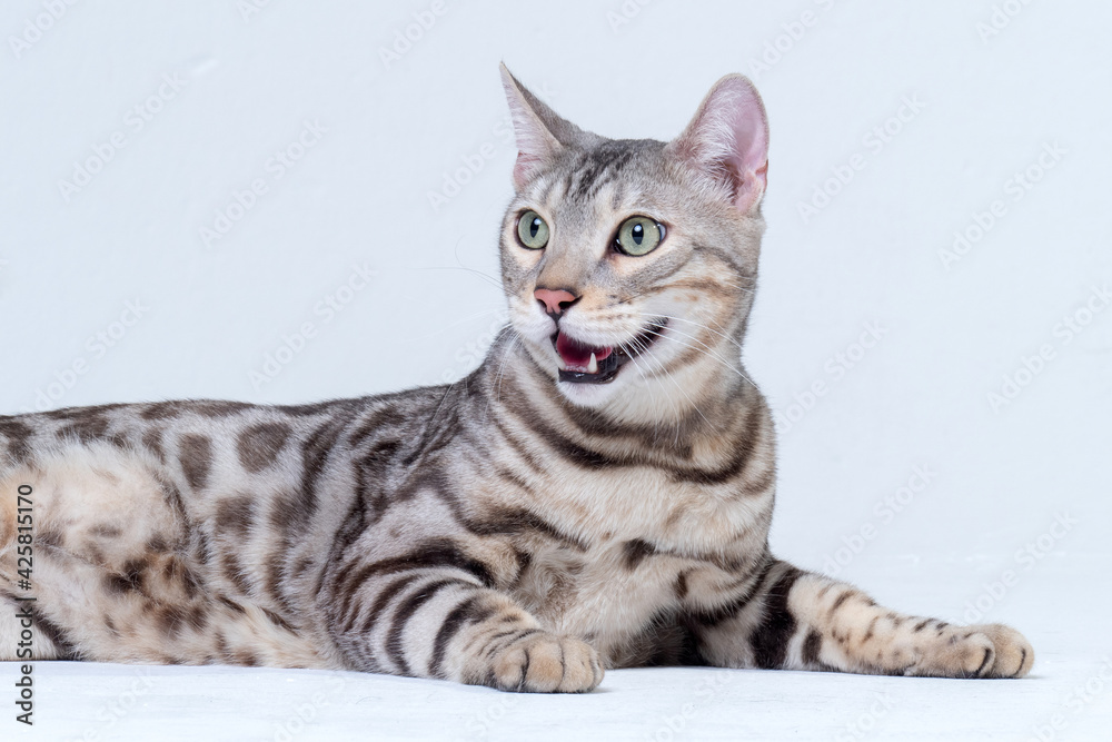 Silver Bengal Cat in studio