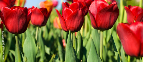 Red tulips meadow flowers. Spring nature background for banner and card.