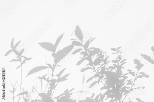 Wallpaper Mural Plant leaf shadow and sunlight blurred background. Nature leaves tree branch shadows on white wall texture Torontodigital.ca