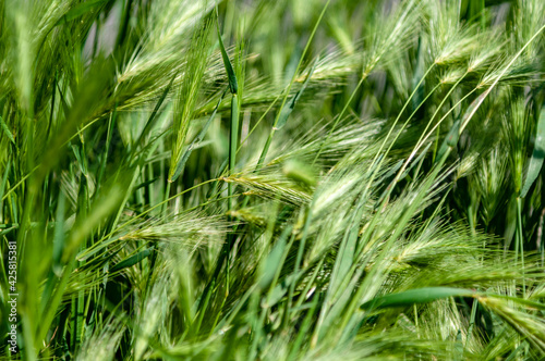 Ears in a wheat field