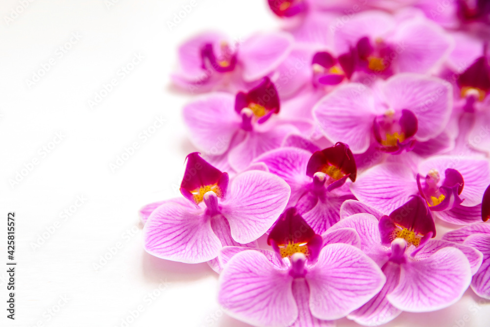 Orchid flower on a white background. The flowers are purple in color. Orchid flower on a white background. The flowers are purple in color.