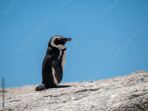 penguin on the beach in South Africa