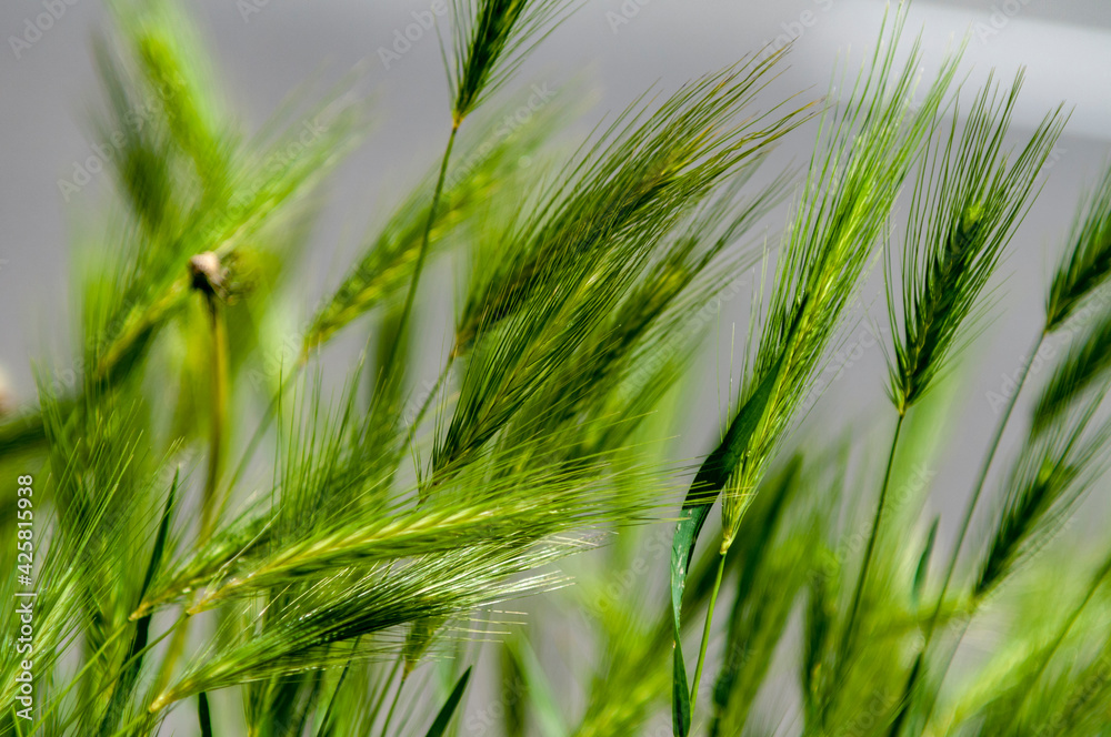 Naklejka premium Ears in a wheat field