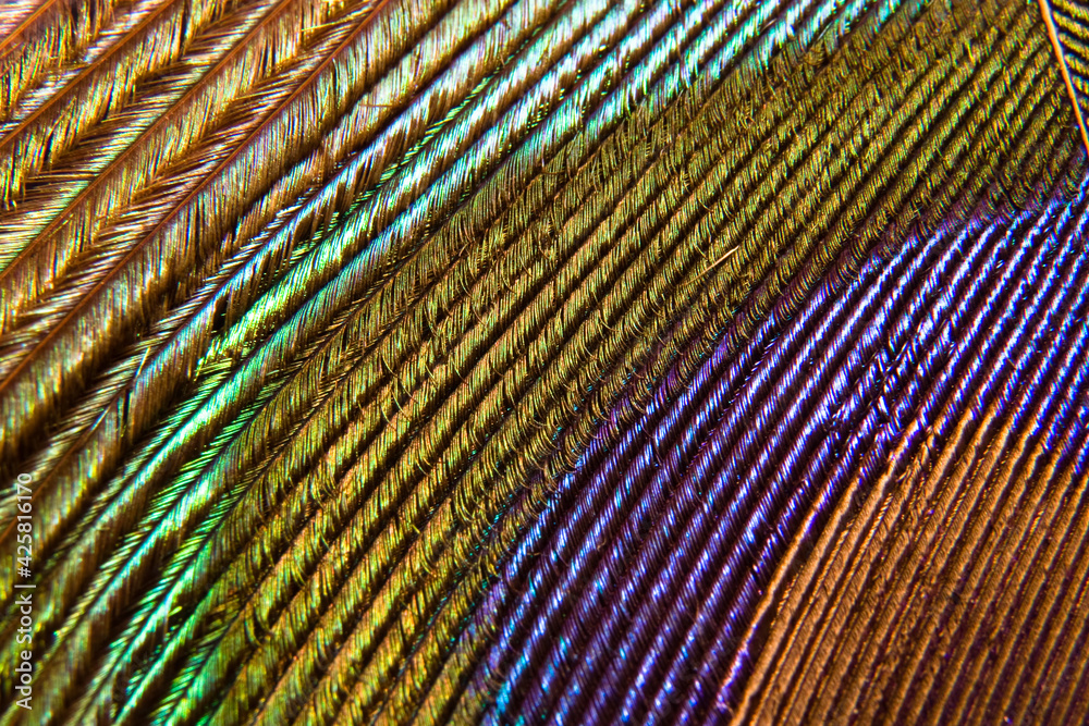 Peacock Rainbow Peacock Rainbow