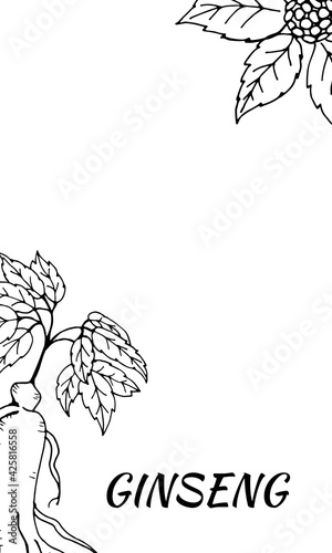 Drawing of leaves and root of ginseng. Ginseng root and berry vector drawing. A sketch of a medicinal plant. Linear graphic design. 