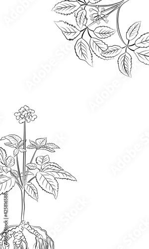 Drawing of leaves and root of ginseng. Ginseng root and berry vector drawing. A sketch of a medicinal plant. Linear graphic design. 