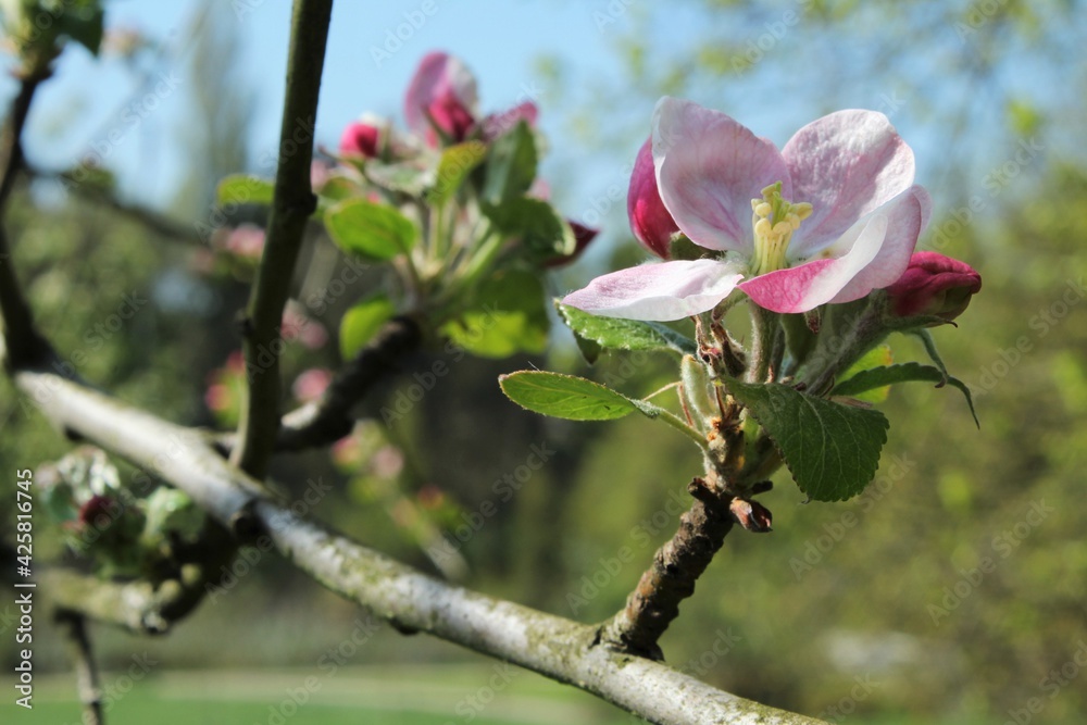 Fototapeta premium Kirschbaum mit Blüten im Mai