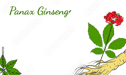 Drawing of leaves and root of ginseng. Ginseng root and berry vector drawing. A sketch of a medicinal plant. Linear graphic design. 
