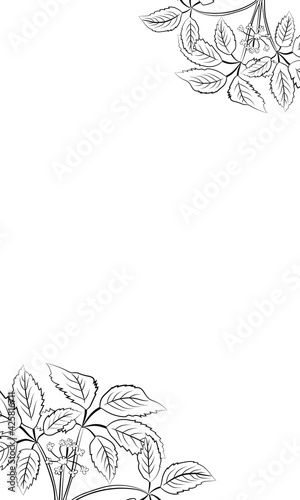Drawing of leaves and root of ginseng. Ginseng root and berry vector drawing. A sketch of a medicinal plant. Linear graphic design. 