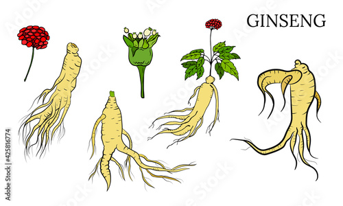 Drawing of leaves and root of ginseng. Ginseng root and berry vector drawing. A sketch of a medicinal plant. Linear graphic design. 