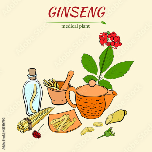 Drawing of leaves and root of ginseng. Ginseng root and berry vector drawing. A sketch of a medicinal plant. Linear graphic design. 