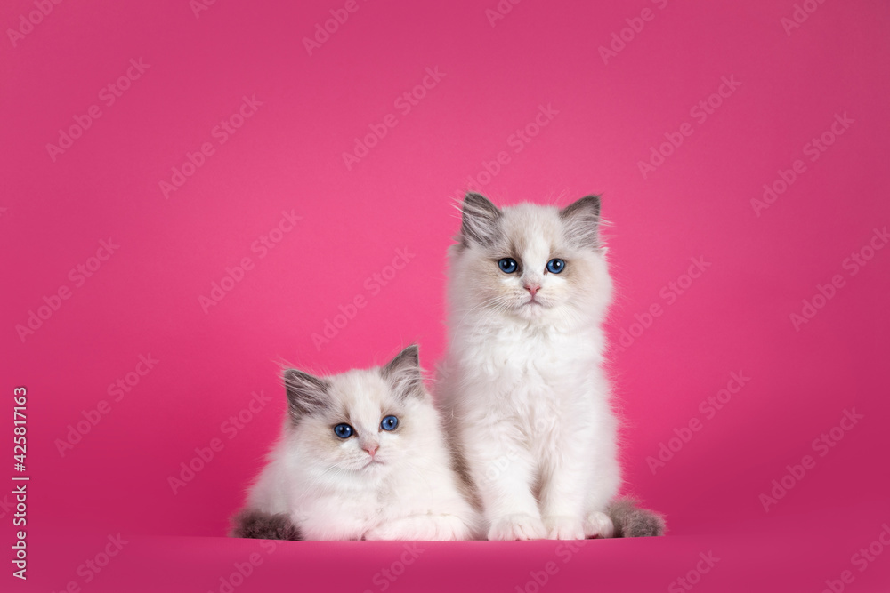 Ragdoll kittens discount