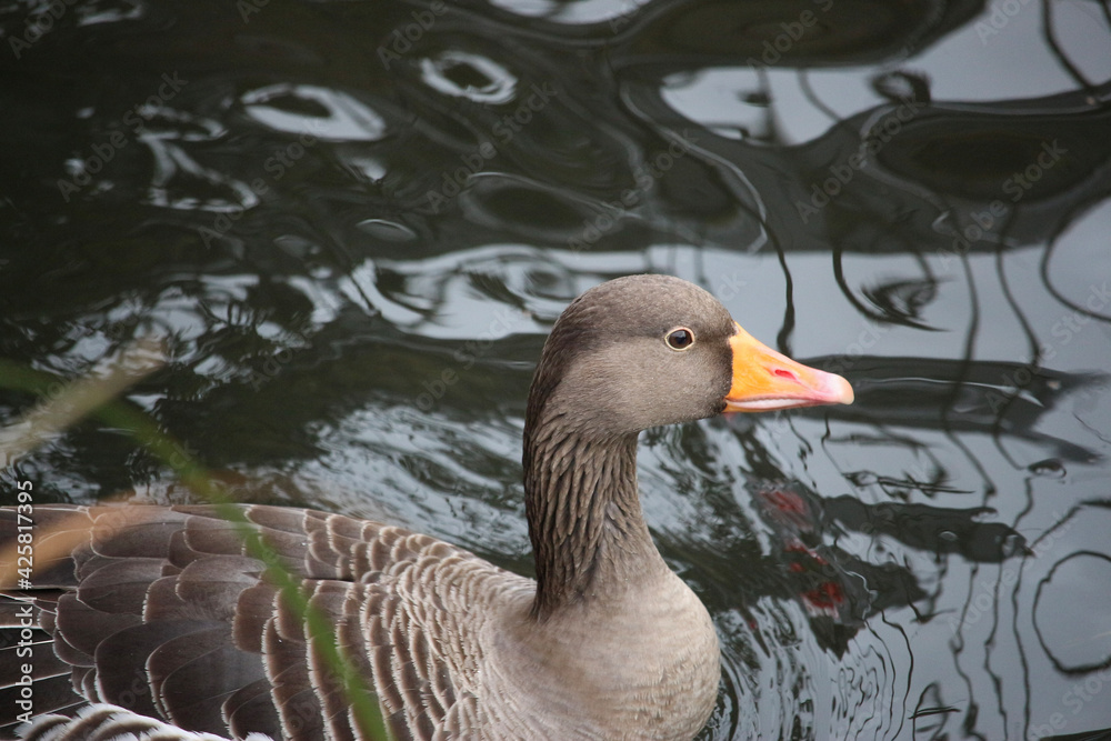 Fototapeta premium Goose exploring the stores of the river Lea