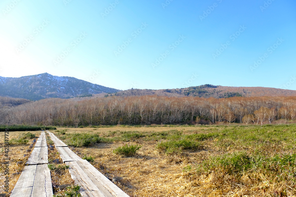 Wooden walk way trekking into the dry forest in fall season of Japan.Dry field grass with beautiful range of mountain on background.
