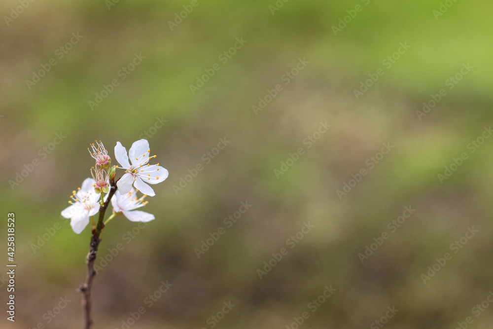 Natural green and brown colored background with the white small flower in left corner. Horizontal image Natural green and brown colored background with the white small flower in left corner. Horizontal image