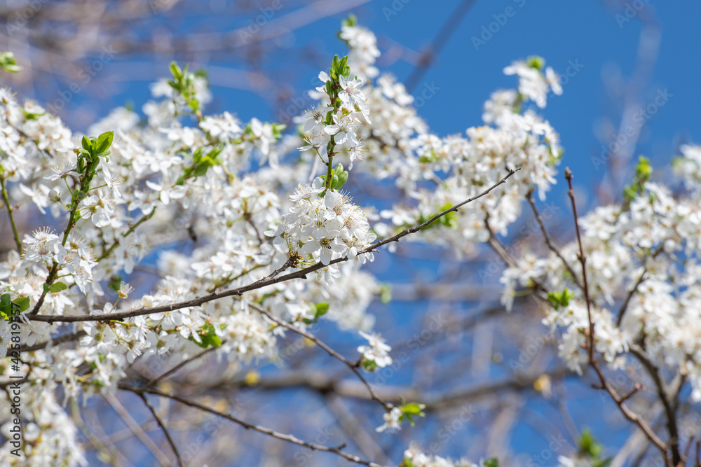Weiß blühender Schlehdorn mit Blüten