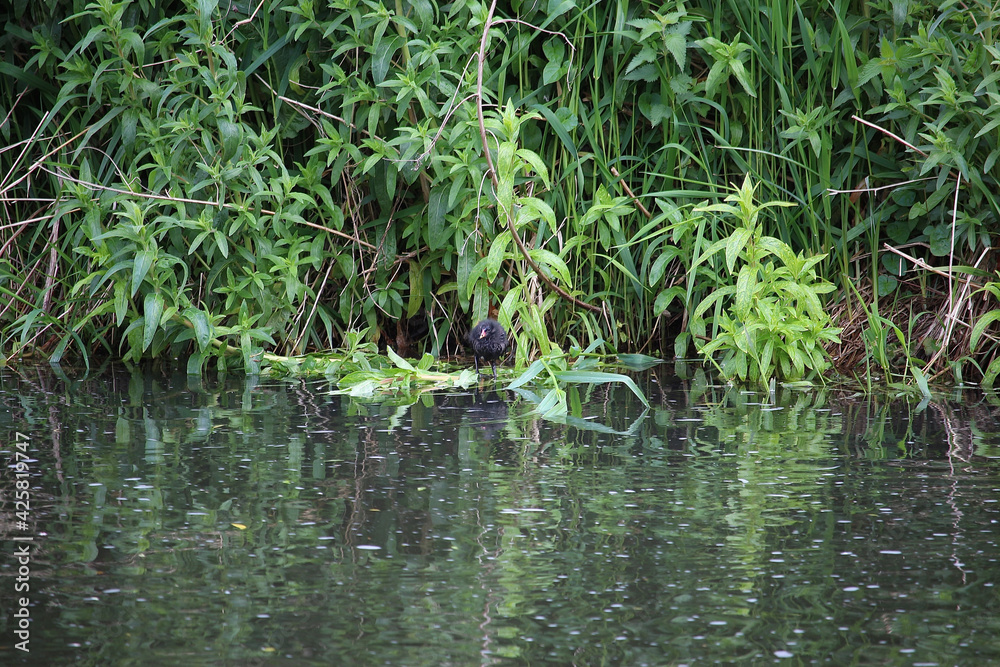 Coots and Moorhens splashing around Coots and Moorhens splashing around