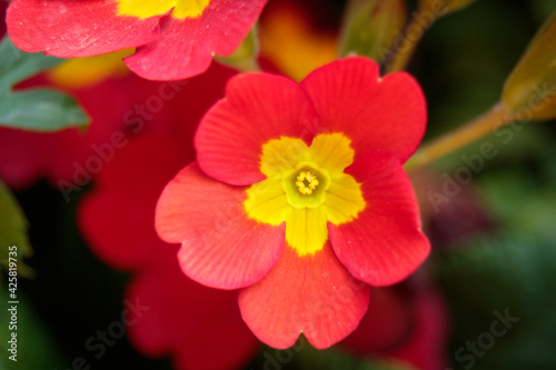 close up of one red and yellow flower