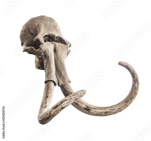 Fotografie Ancient skull of mammoth head with whole tusks, on a white background