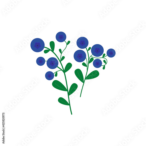 Branch of blueberries. Vector graphics. © Maryna