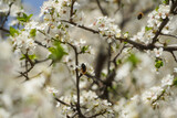 The flowers of an apricot in the spring of 2021 in Bucharest, Romania.