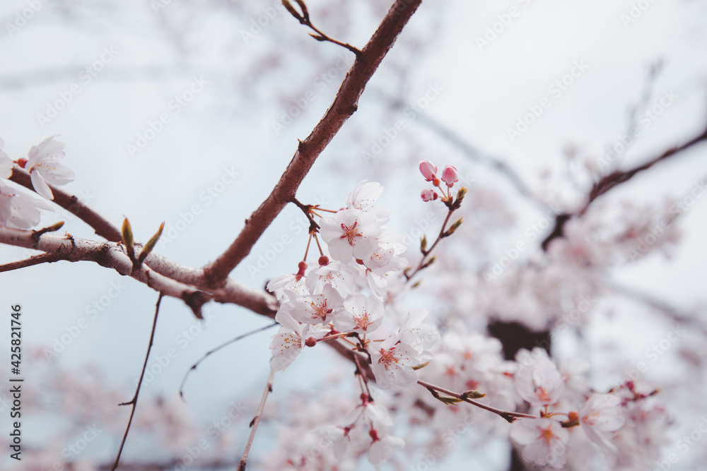 Sakura or Cherry Blossom or Japanese Cherry