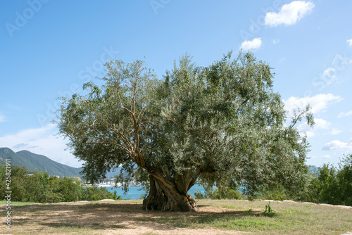 1000-year-old big olive tree in Shodoshima Island in Kagawa, Japan　樹齢千年のオリーヴ大樹 小豆島