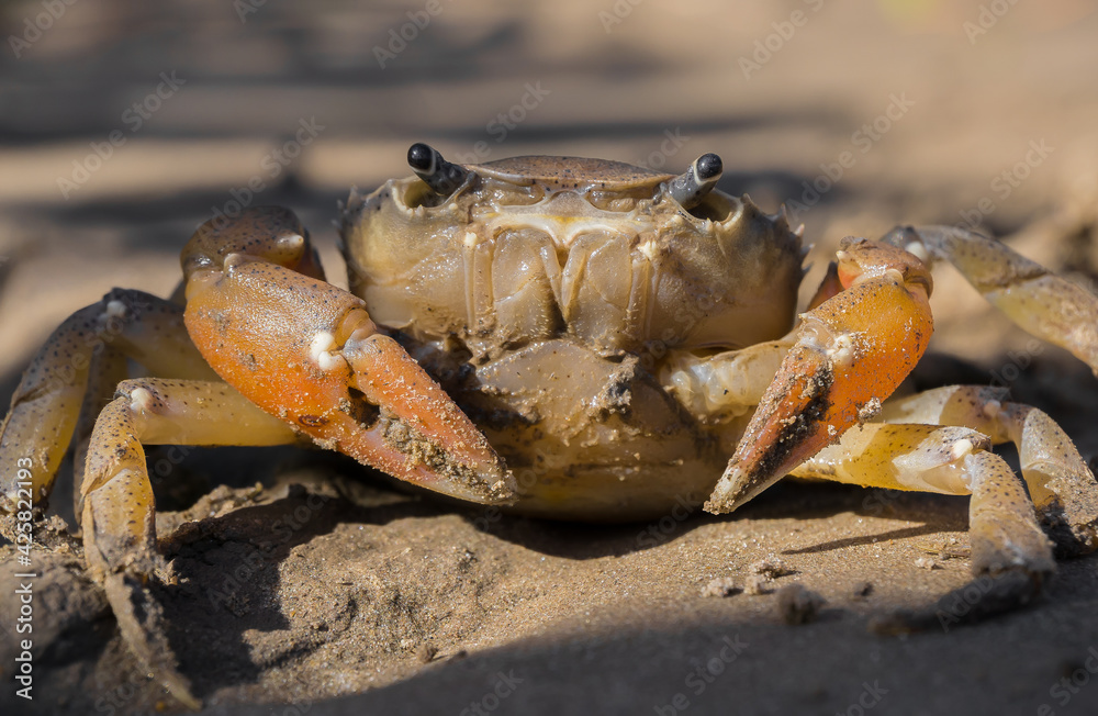 Crayfish, freshwater crustacean. With the recent extreme downspouts of the Paraná River and Uruguay River basins (in Argentina and Uruguay), they are more vulnerable to their predators