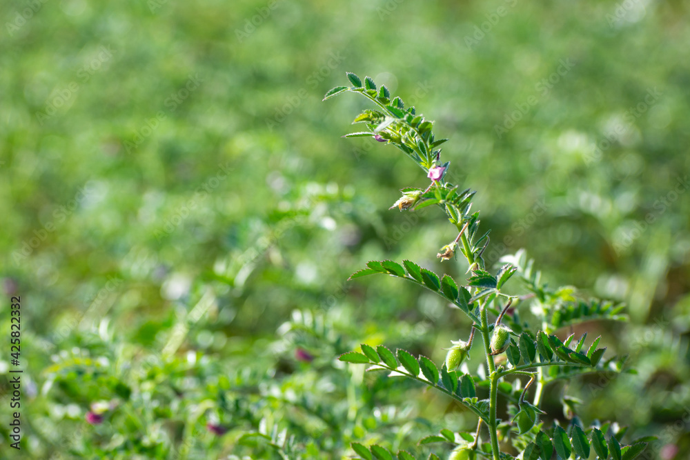 Green pods of chickpeas grow on a plant Green pods of chickpeas grow on a plant